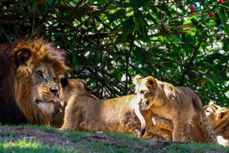 São Paulo (SP), 02/03/2025 - As filhotes da leoa Erindi e do leão Django, que nasceram em cativeiro, são colocadas para exposição na Ilhas dos Leões, no Zoológico de São Paulo, localizado na Zona Sul da capital paulista. Foto: Rovena Rosa/Agência Brasil