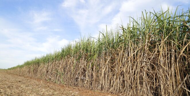 cane field, the sugar cane-of-sugar, crop, agricultural, farm, combine, harvest, brazil, goias, agriculture, ground, harvester, machining
