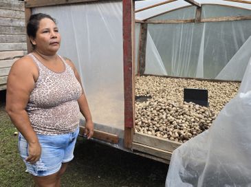 Anderson Águia/Natura/WEG Ilha de Marajó (PA), 29/05/2025 - Mulheres extrativistas. Benedita mostra estufa com amêndoa do murumuru. Foto: Anderson Águia/Natura/WEG