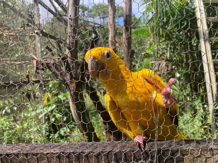 Fabíola Sinimbú/Agência Brasi Belém (PA) 19/02/2025 - Arara Guaruba Guarouba do projeto Ararajuba. Foto: Fabíola Sinimbú/Agência Brasil