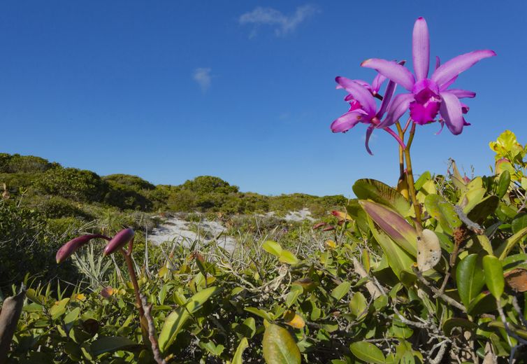 Brasília (DF), 03/06/2025 - Mata Atlântica, Reserva Biológica das Orquídeas/ Arraial do Cabo-RJ
Foto: Gustavo Pedro/Divulgação