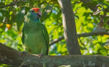 Brasília (DF), 03/06/2025 - Mata Atlântica, Papagaio-chauá no Refúgio da Vida Silvestre (Revis) do Chauá, em Cambuci, no noroeste fluminense.
Foto: Gustavo Pedro/Divulgação