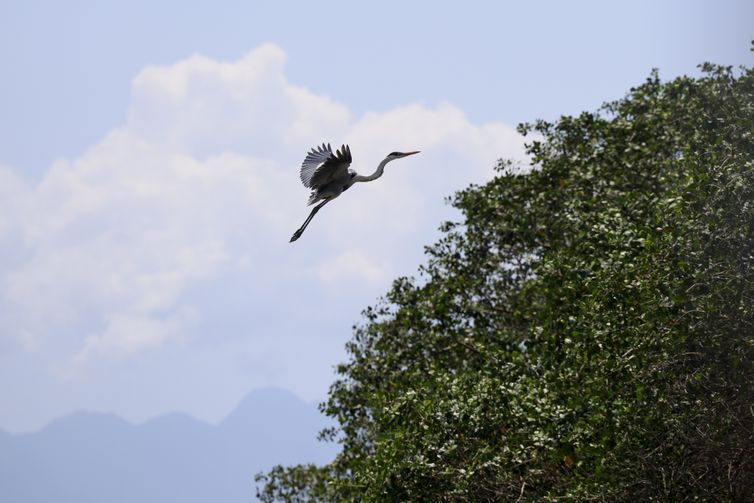 Guapimirim (RJ), 16/10/2024 - Uma garça-moura (Ardea Cocoi) sobrevoa o manguezal do Rio Macacu, que desagua na Baía de Guanabara, na Estação Ecológica da Guanabara, na Área de Proteção Ambiental (APA) de Guapi-Mirim.  Foto: Fernando Frazão/Agência Brasil