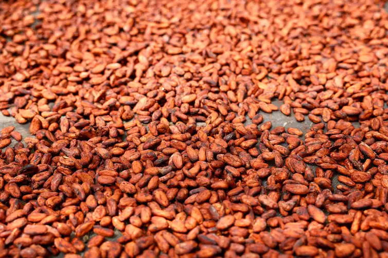 Belém (PA), 06/06/2025 - Semente de cacau da fábrica de chocolate Filha do Combu, a casa do chocolate da Dona Nena (Izete Costa), na Ilha do Combu, região metropolitana de Belém. Foto: Tânia Rêgo/Agência Brasil