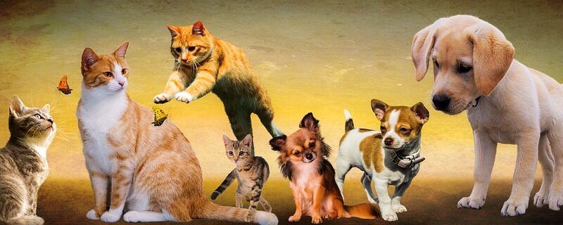 Parapan de jovens: Brasil conquista 12 medalhas em dia de recorde