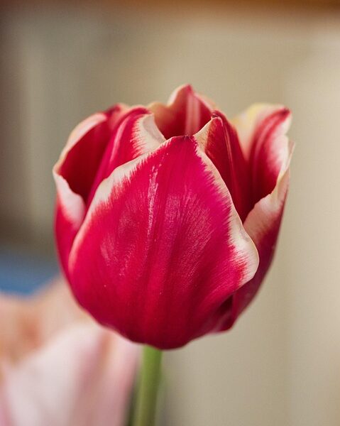 RJ: Iphan abre programação do Mês da Consciência Negra neste sábado