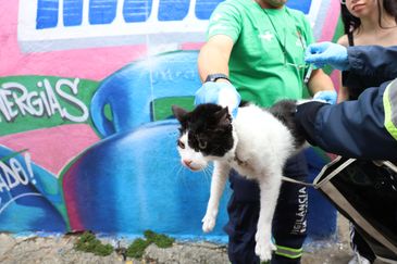 Rovena Rosa/Agência Brasil São Paulo (SP), 20/12/2015 - Vacinação de animais domésticos contra raiva na segunda edição do Governo do Brasil na Rua, mutirão que oferece serviços públicos gratuitos, em Heliópolis. Foto: Rovena Rosa/Agência Brasil