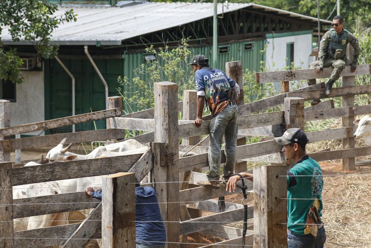 São Félix do Xingu (PA), 16/12/2025 – Colaboradores e fiscais do Ibama são vistos na separação de gado durante ação de desintrusão no território indígena Apyterewa, é realizada de forma integrada, com participação do Ministério dos Povos Indígenas, Funai, Abin, Ibama, Força Nacional, polícias Civil e Militar do Pará e da Agência de Defesa Agropecuária do estado.
Um funcionário do Ibama morreu, nesta segunda-feira (15), após ser baleado durante uma operação para a retirada de invasores na Terra Indígena Apyterewa.
Foto: Bruno Peres/Agência Brasil