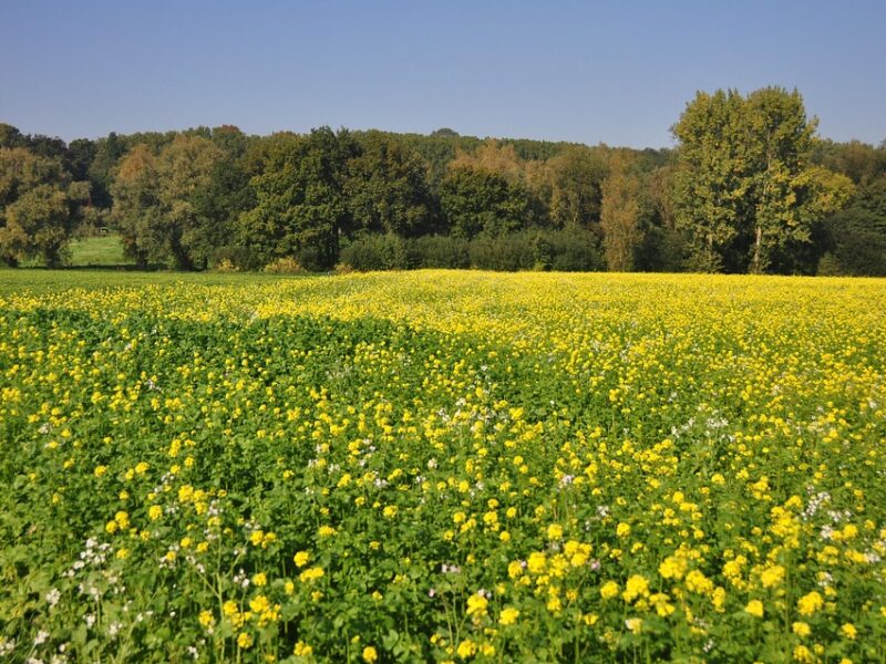 Flamengo vence Pyramids e vai à decisão da Copa Intercontinental