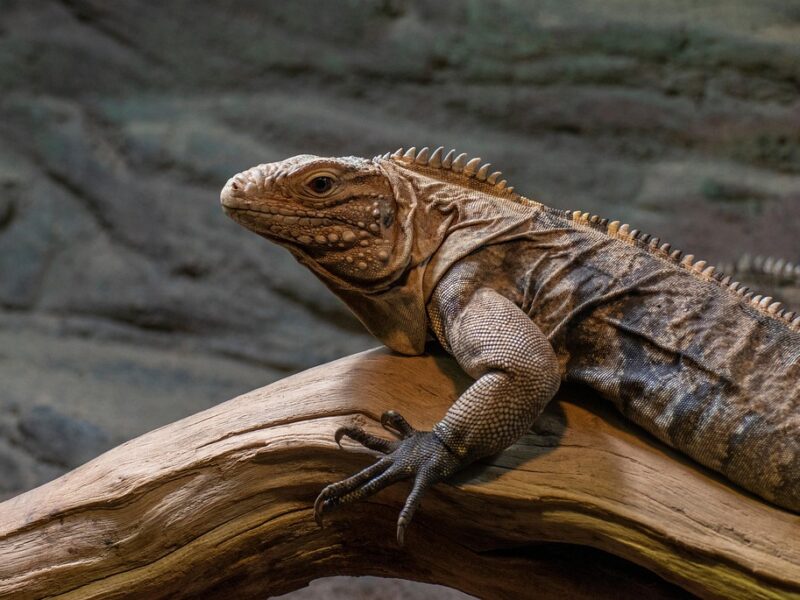 Balança comercial tem pior resultado para novembro desde 2021