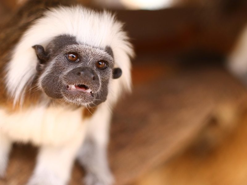 Parque da Cidade de Belém é reaberto com atrações natalinas após COP30
