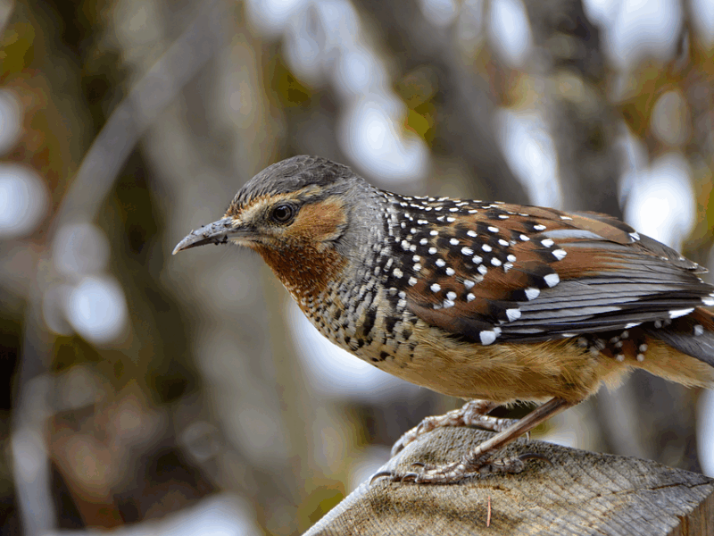 Gargalhadas pantaneiras: Campo Grande vira palco da Pantalhaços