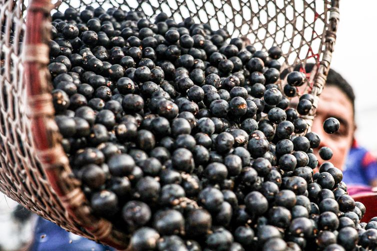Marcelo Camargo/Agência Brasil Belém (PA), 13/10/2025 - Movimentação durante a madrugada no mercado de açaí e peixes do Ver-o-Peso, considerada a maior feira livre da América Latina. Foto: Marcelo Camargo/Agência Brasil