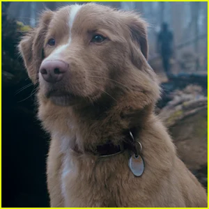 Indy the Dog vence Ethan Hawke, Sally Hawkins, Alison Brie e mais estrelas no Astra Film Award