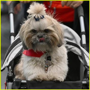 Mulher que clonou seu cachorro revela dúvidas inesperadas e o enorme preço