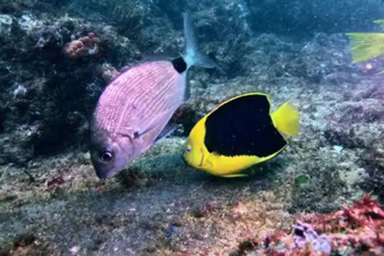 Guarapari (ES), 14/01/2026 - Programa Olhar Brasil - Areias medicinais e diversidade marinha de Guarapari inspiram série da TV Brasil. Frame: TV Brasil