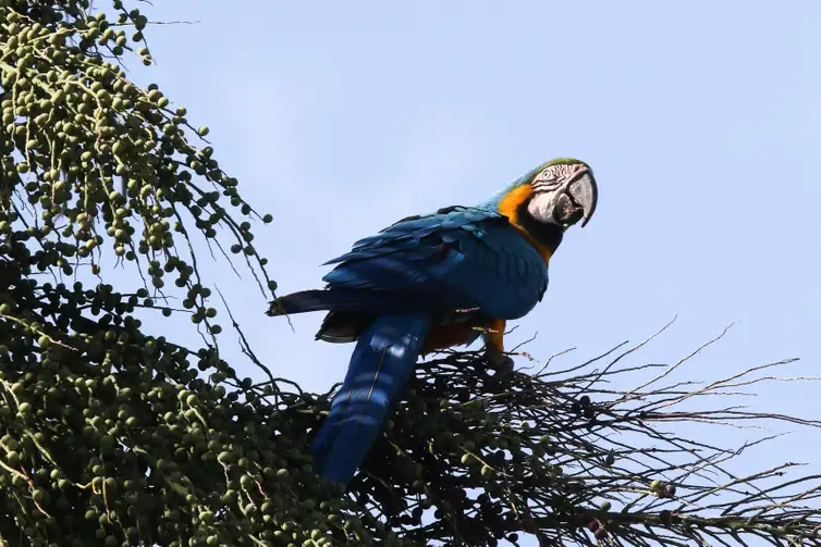 Fabio Rodrigues Pozzebom/Agência Brasil Arara-canindé