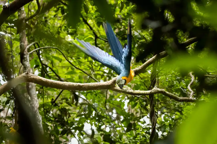 Flavia Zagury/Refauna Rio de Janeiro (RJ), 27/01/2026 - A organização da sociedade civil brasileira (OSC) Refauna realizou no início deste mês de janeiro, com apoio do Instituto Chico Mendes de Conservação da Biodiversidade (ICMBio), a primeira soltura de araras-canindé, consideradas extintas da Mata Atlântica. Foto: Flavia Zagury/Refauna