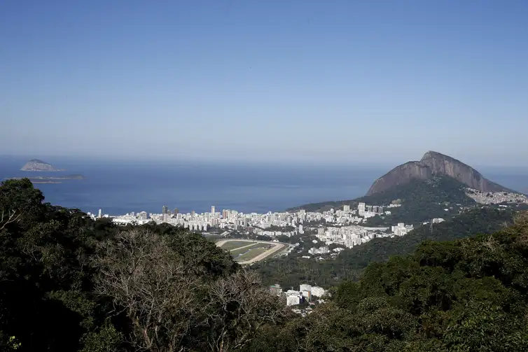 Tânia Rêgo/Agência Brasil Oito cutias são soltas no Parque Nacional da Tijuca. A espécie foi escolhida por ser nativa e uma importante dispersora de sementes. O animal chega a enterrar os grãos para consumir depois, favorecendo a restauração florestal.