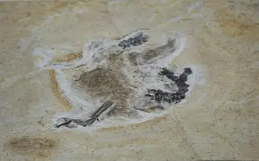 Joédson Alves/Agência Brasil Brasília (DF) 12/06/2023 - O Ministério da Ciência, Tecnologia e Inovação cerimônia de repatriação do fóssil Ubirajara jubatus para o Brasil. O fóssil viveu há 110 milhões de anos na região do Geoparque do Araripe, entre os estados do Ceará, Pernambuco e Piauí. Levada para a Alemanha por pesquisadores estrangeiros nos anos 1990, a relíquia estava no Museu Estadual de História Natural Karlsruhe. No retorno ao Brasil, o fóssil fará parte do acervo do Museu de Paleontologia Plácido Cidade Nuvens, que pertence à URCA, na cidade de Santana do Cariri (CE).
Foto: Joédson Alves/Agência Brasil