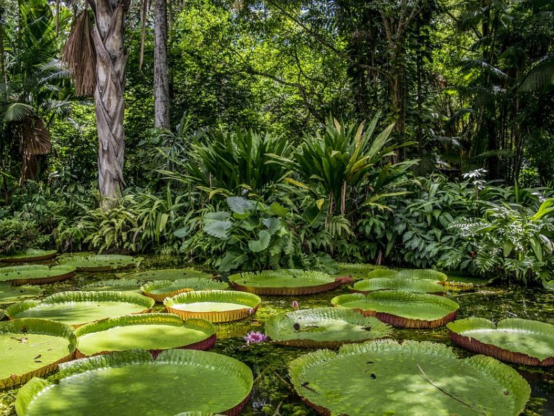 Amazônia Legal: desmatamento prevalece em torno de áreas protegidas