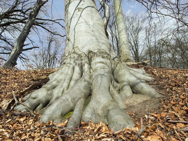 SUS oferece imunizante contra bronquiolite para bebês prematuros