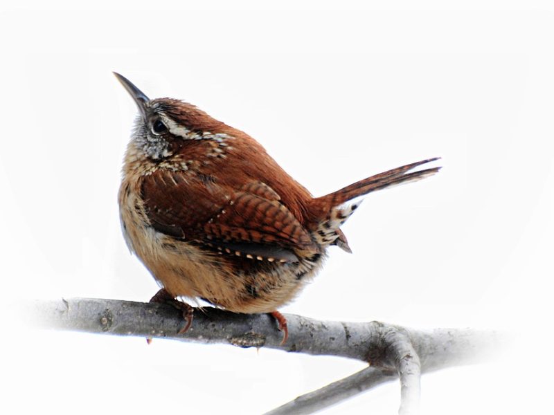 Jornada de Carolina Maria de Jesus será contada pela Unidos da Tijuca