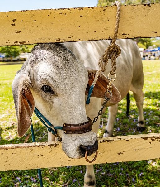 Programa leva professores de escolas públicas a intercâmbio no Panamá