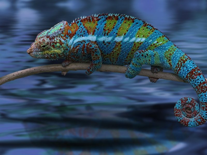 Calango Careta faz carnaval de rua "raiz" no último dia de festa no DF