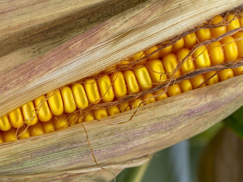 COB avalia que Brasil fechou Jogos de Inverno com chave de ouro