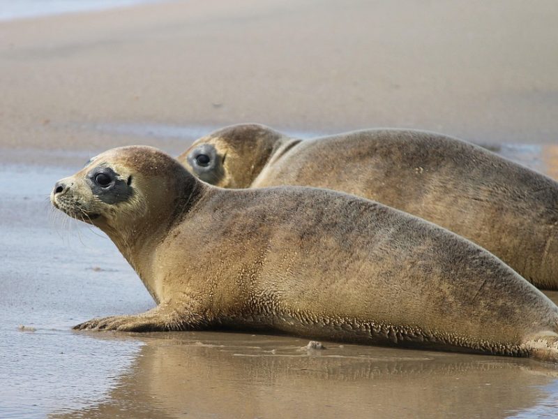 BNDES libera R$ 280 mi para fábrica de bateria da transição energética