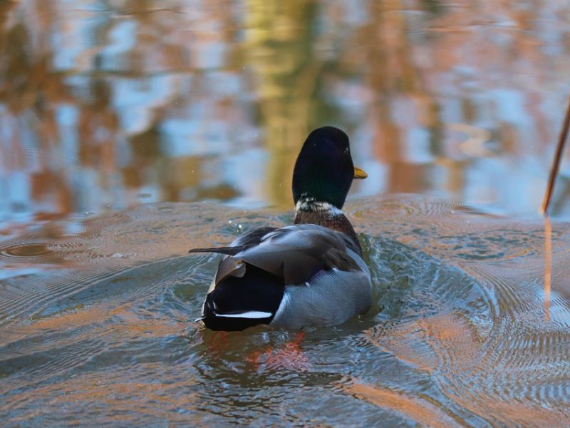 CNJ afasta desembargador que absolveu acusado de estupro de vulnerável