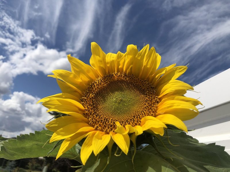 Trump diz que não viu parte racista do vídeo e não se desculpará