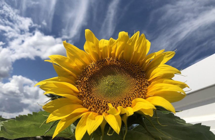 Trump diz que não viu parte racista do vídeo e não se desculpará