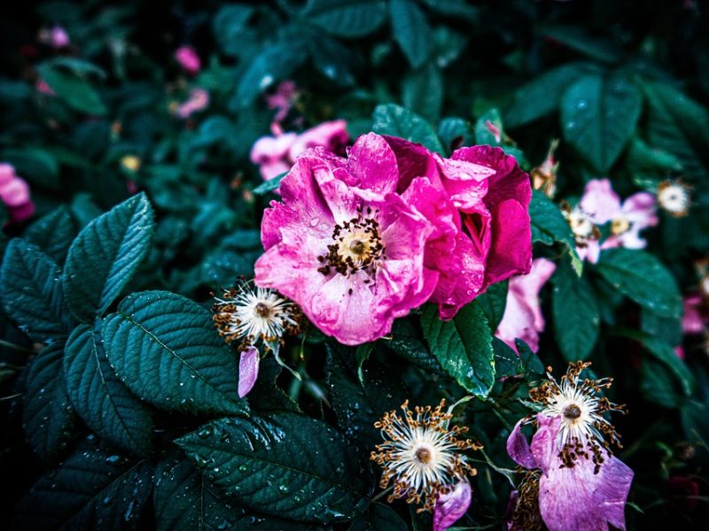 Lula defende que luta contra feminicídio deve ser sobretudo dos homens