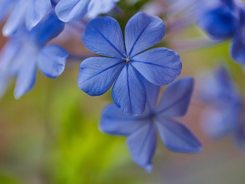 Pentágono anuncia fim de parceria com Harvard