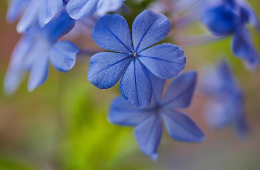 Pentágono anuncia fim de parceria com Harvard
