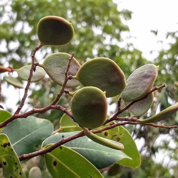 Maranhão registrou três desaparecimentos por dia em 2025