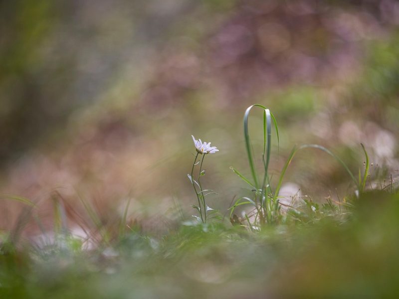 SUS oferece vacina contra bronquiolite para bebês prematuros