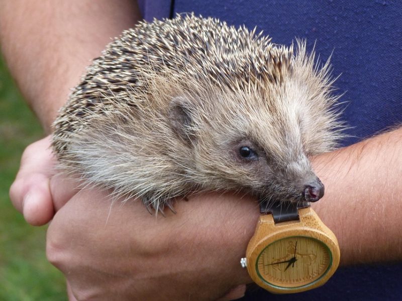 TV Brasil exibe semifinal entre Bahia e Juazeirense neste sábado