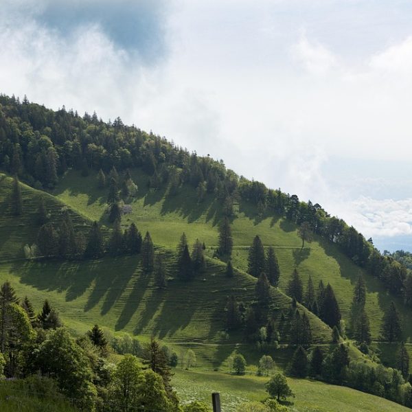 Wagner Moura, Papa Leão XIV, João Gomes: os bonecos de Olinda de 2026