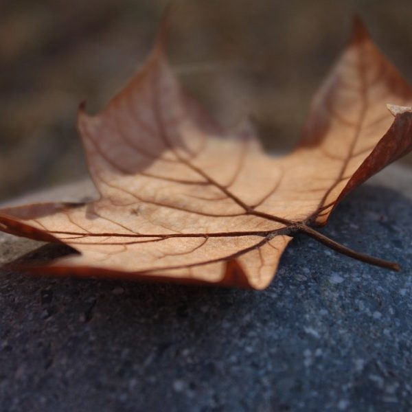 Lei do licenciamento ambiental entra em vigor com ações no STF