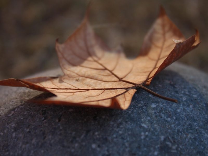 Lei do licenciamento ambiental entra em vigor com ações no STF