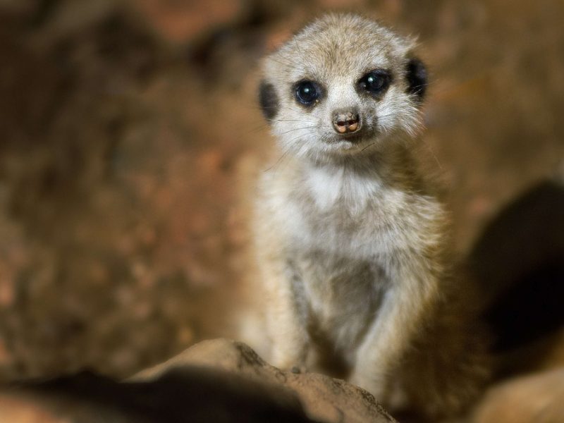 Inmet alerta para fim de semana com chuvas no Norte e Nordeste