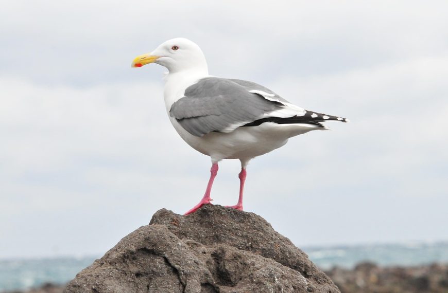 Seguro vence eleição em Portugal com ampla vantagem