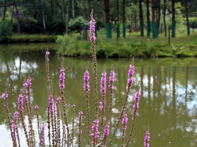 CBV recorre ao STF contra lei que barra atletas trans em jogo de vôlei