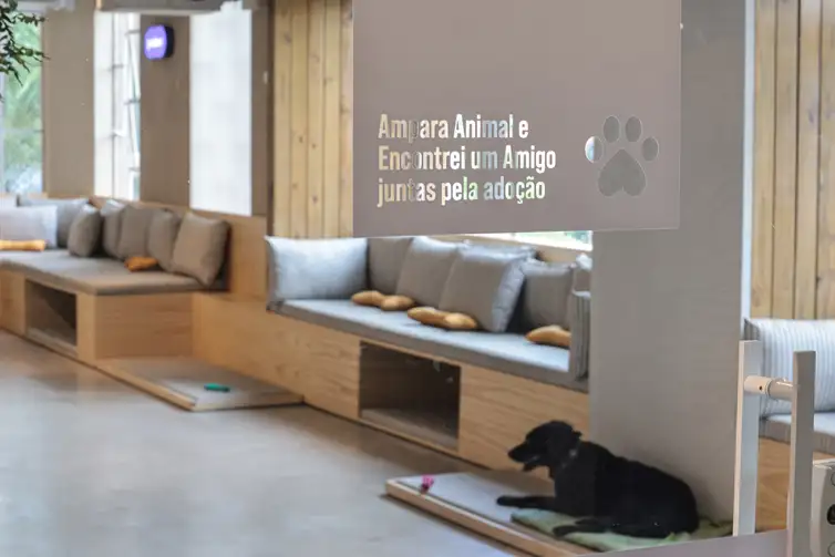 Paulo Pinto/Agência Brasil São Paulo (SP), 30/01/2026 - Adoção de Pets na Casa Adote na Vila Madalena em parceria com o Instituto Ampara Animal e a ONG Encontrei um Amigo. Foto: Paulo Pinto/Agência Brasil