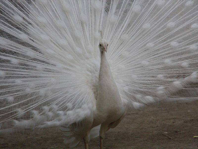 Portela exalta personagem central de culto afro do Rio Grande do Sul