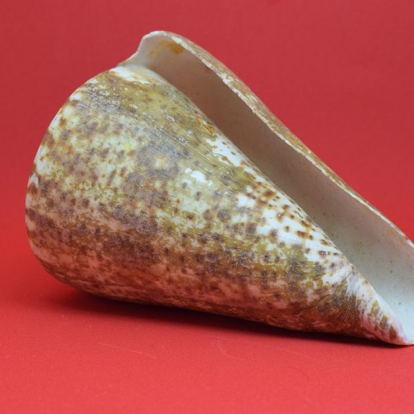 Rotas de integração no continente podem reduzir custos comerciais