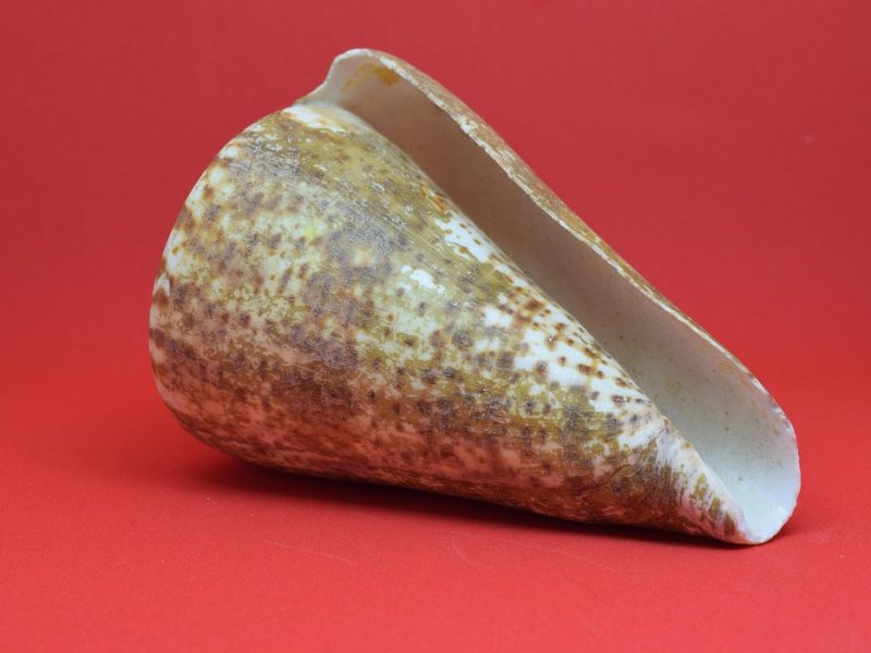 Rotas de integração no continente podem reduzir custos comerciais